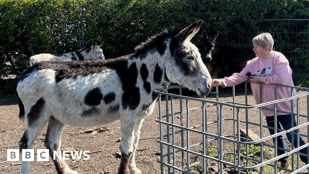 Blackpool donkeys' holiday home under threat again, say owners