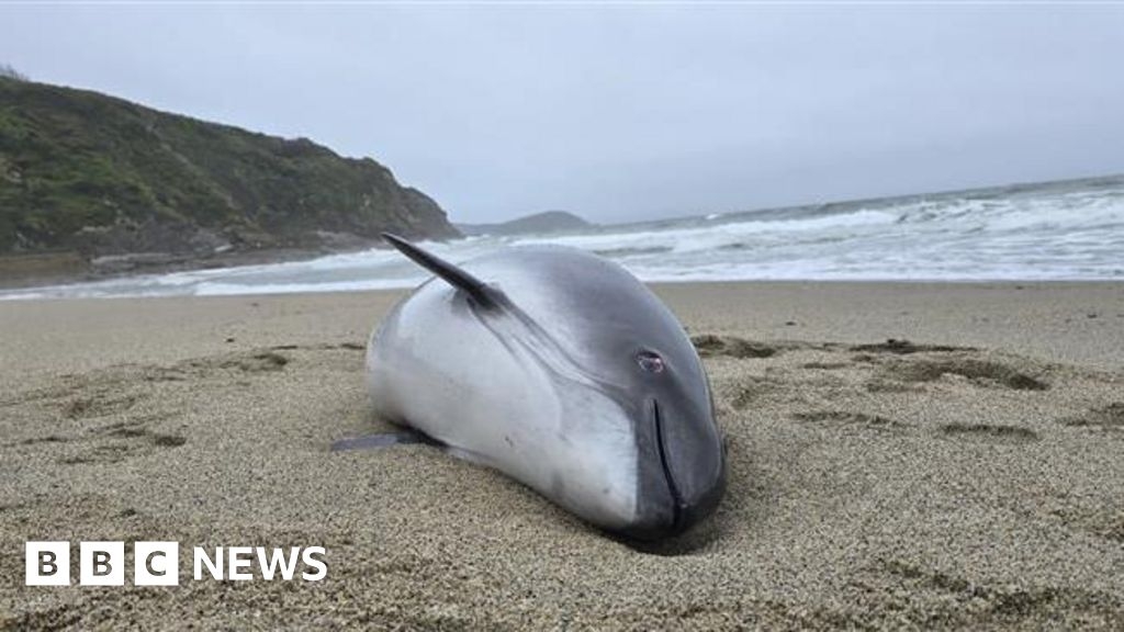 Stranded pregnant porpoise in Cornwall died in fishing nets