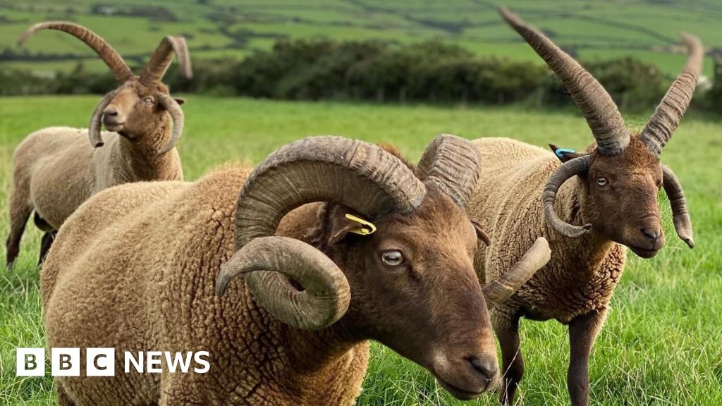 Manx Loaghtan breeder calls for public to support native sheep