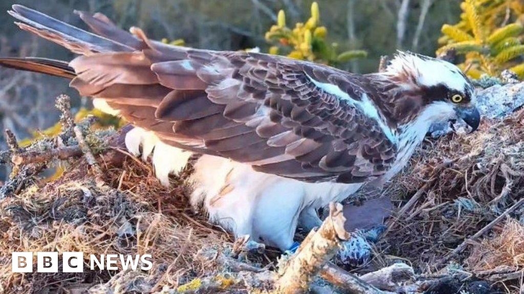 Osprey pair near Poole Harbour lays first egg of the season