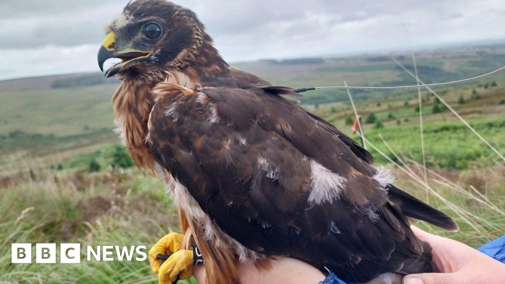 County Durham hen harrier disappearance 'suspicious'
