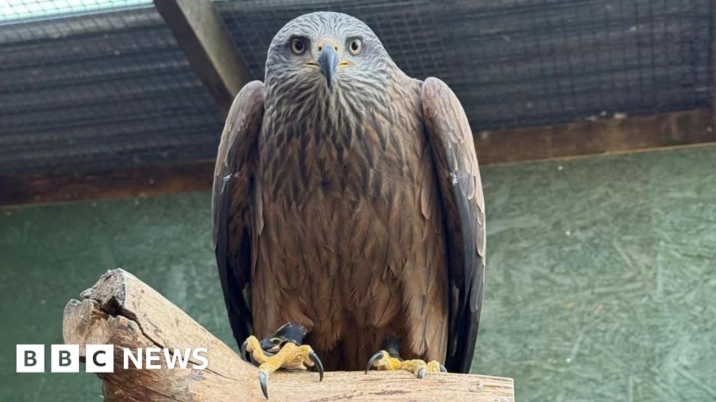 Bedford visitor attraction searching for missing black kite again