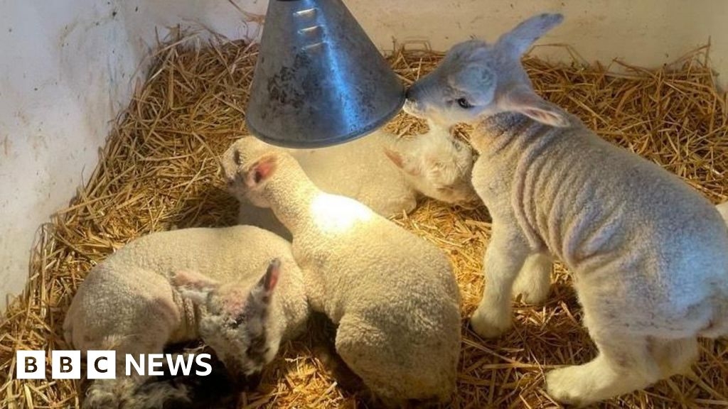 Cryptosporidium: Infections from Cowbridge petting farm reach 89