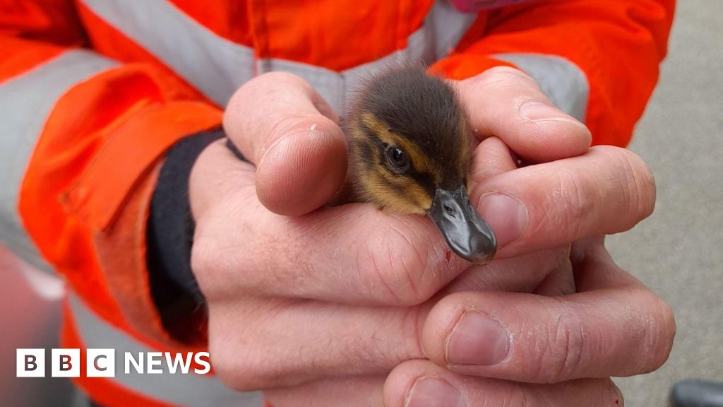 Firefighters save seven ducklings from pool and drains in Jersey
