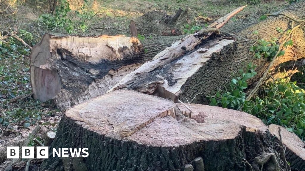 Tandridge council warns over trees cut down for developments