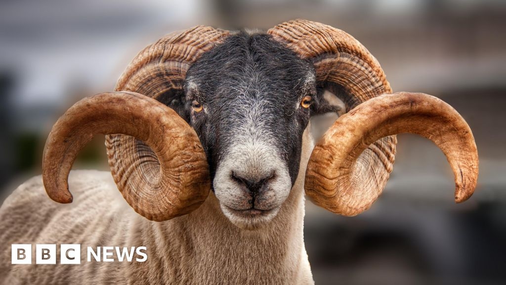 Concern over future of council-run Stornoway abattoir
