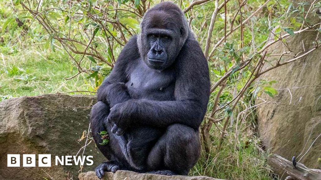 Gorilla born at Blackpool Zoo starts new life in India