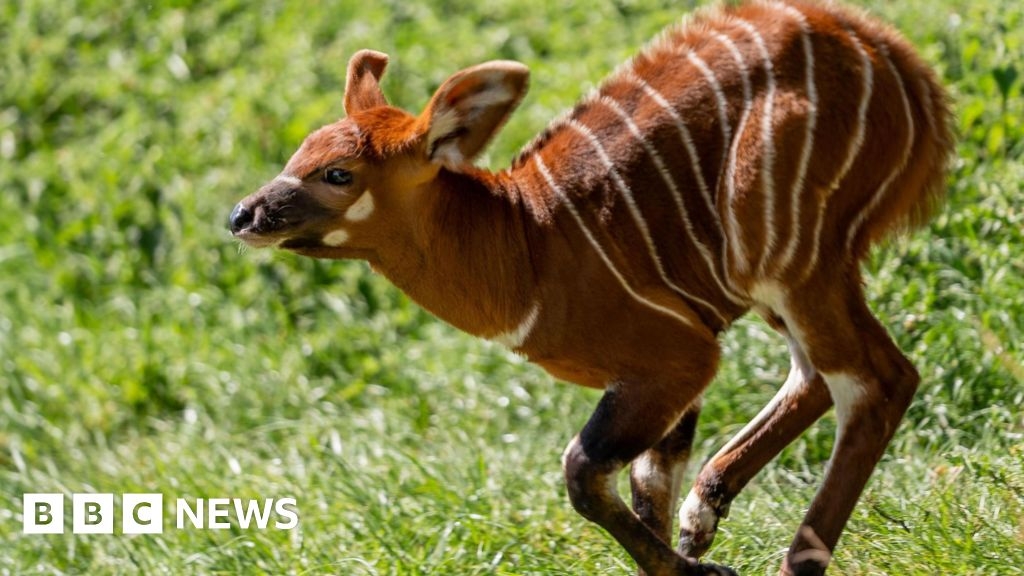 Second endangered bongo calf born at Woburn Safari Park