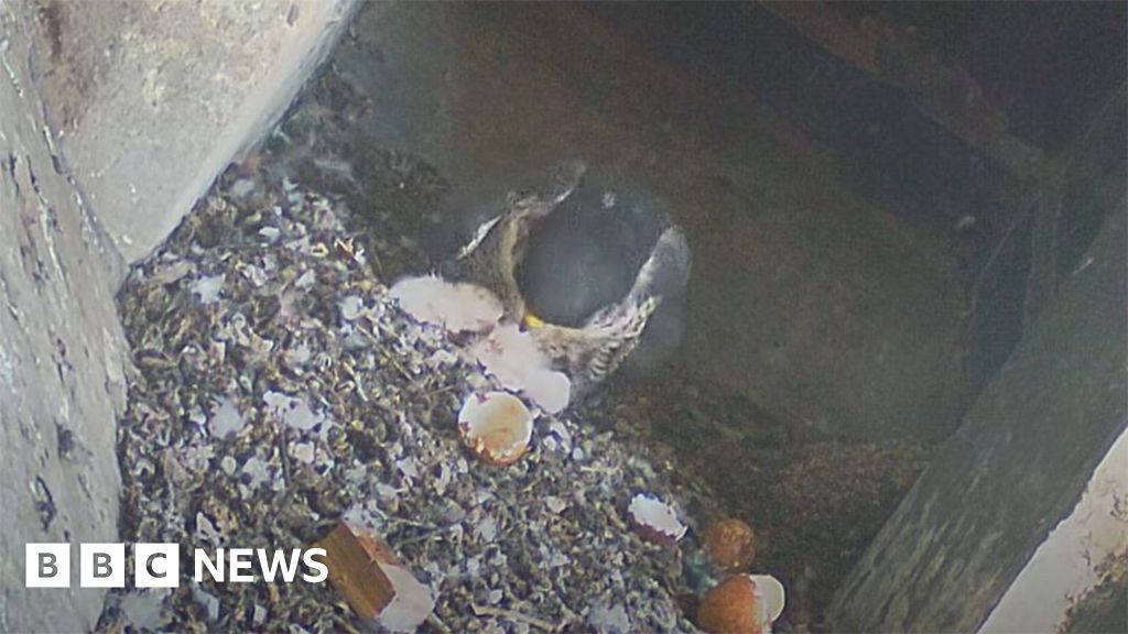 Three peregrine falcon chicks hatch at Lincoln Cathedral