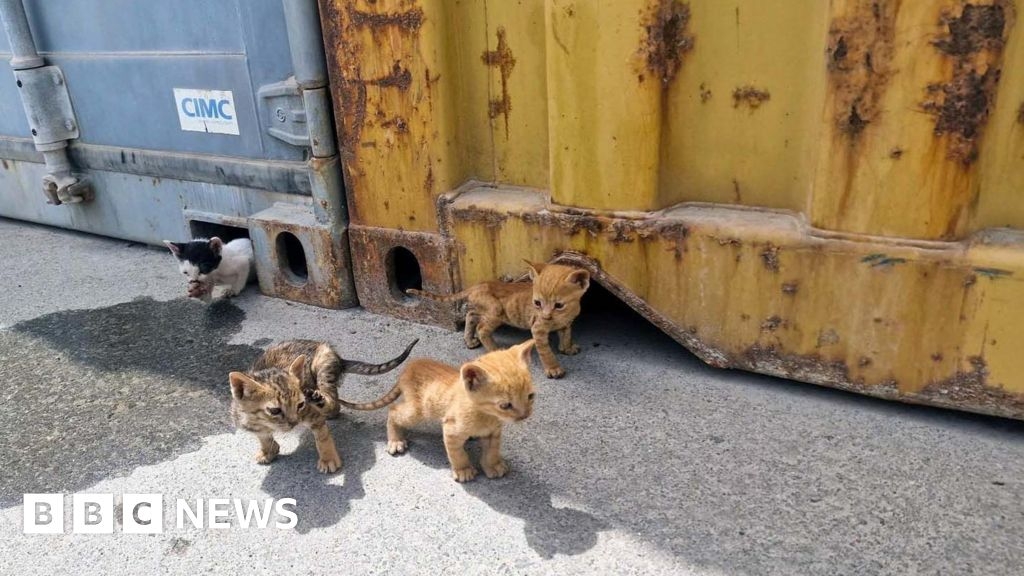 Orphaned kittens saved by Royal Navy sailors