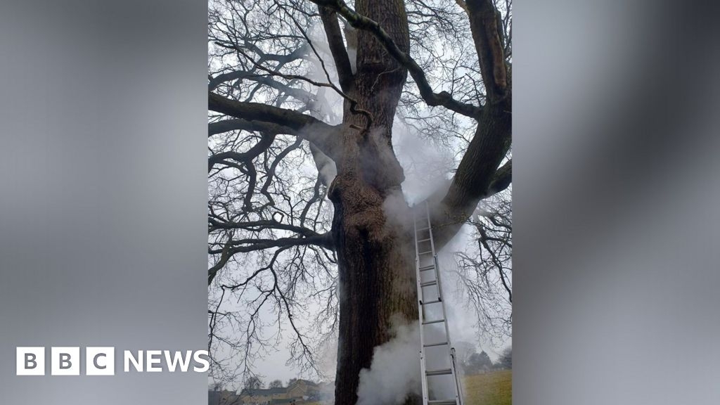 Headlines: Oak tree set on fire and rare lamb quintuplets born