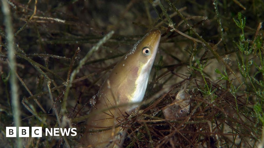Lough Neagh: fishing industry 'victim' of environmental damage