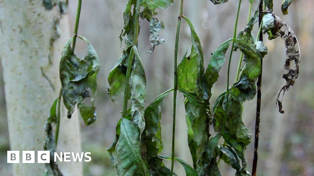 Reading ash dieback trees to be felled over safety concerns