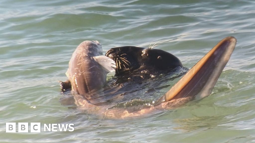 Seal seen capturing and eating eel in sea off Portland Bill