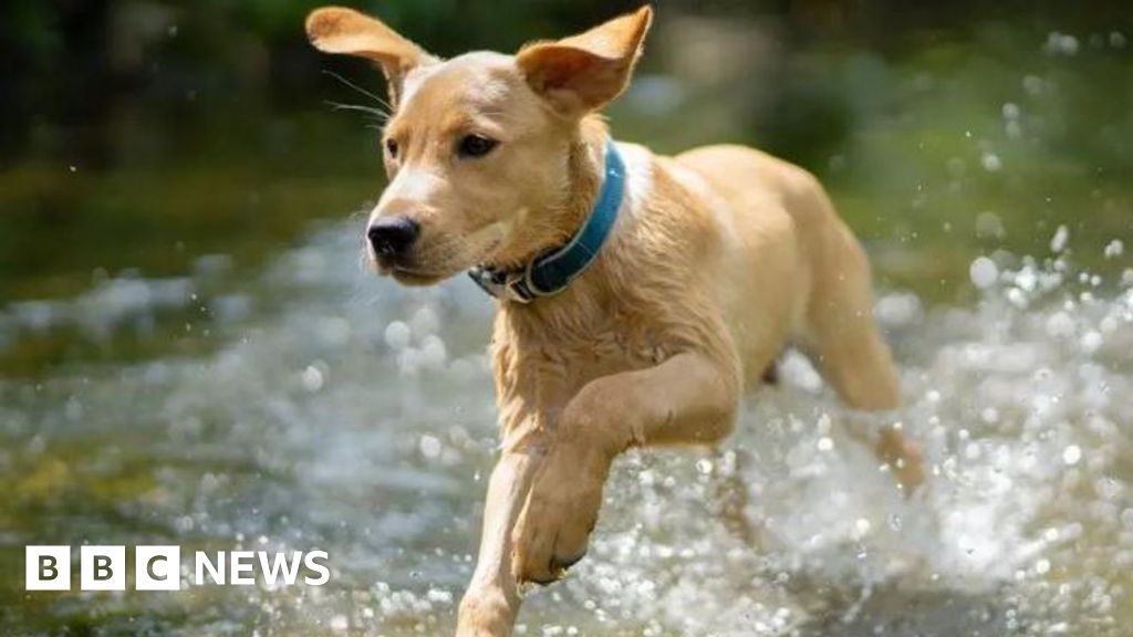 Rachel Gilmour MP raises pollution concerns over flea killer use