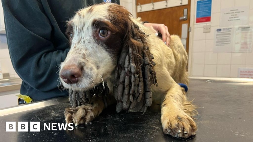 RSPCA gives update on 82 dogs rescued from one house