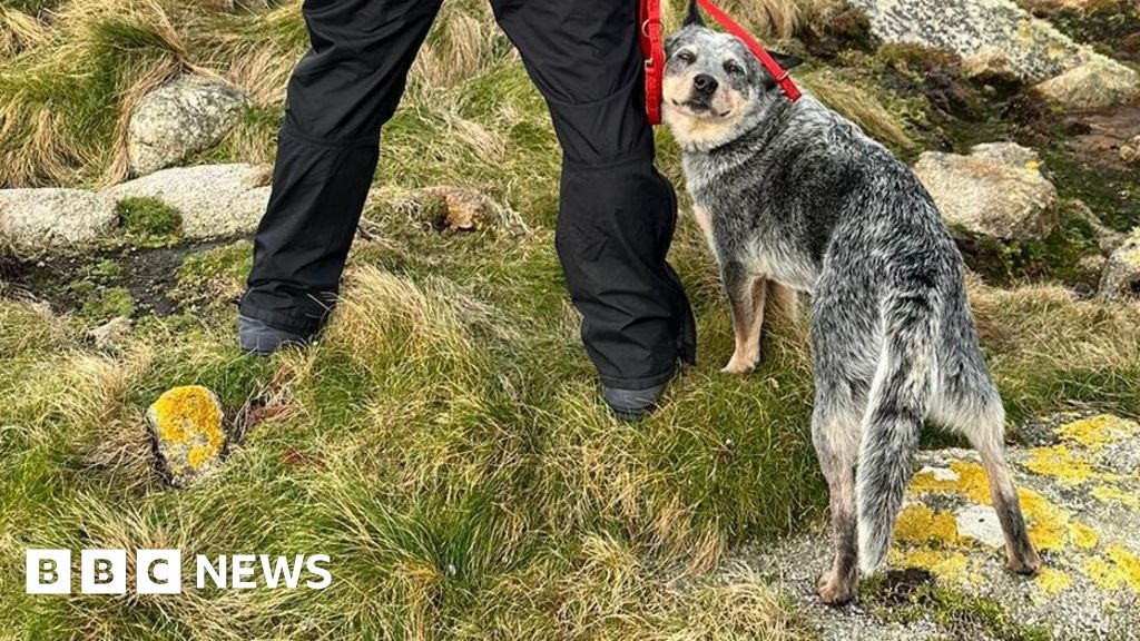 Detection dog finds no rodent threat on Isles of Scilly