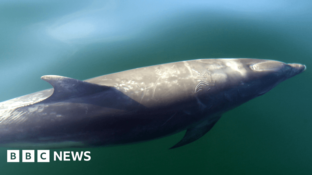 Cardigan Bay bottlenose dolphin mysteries to be solved by collecting poo