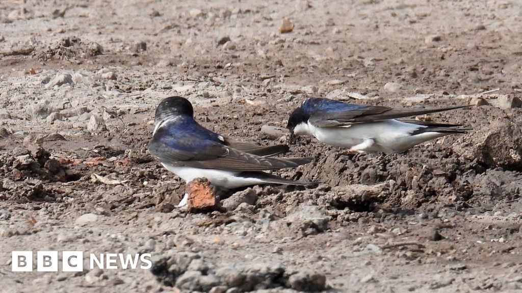 House martins in Clumber Park get helping hand after dry spring