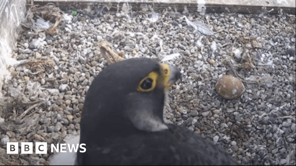 Worcester cathedral livestream shut down as last chick falls ill