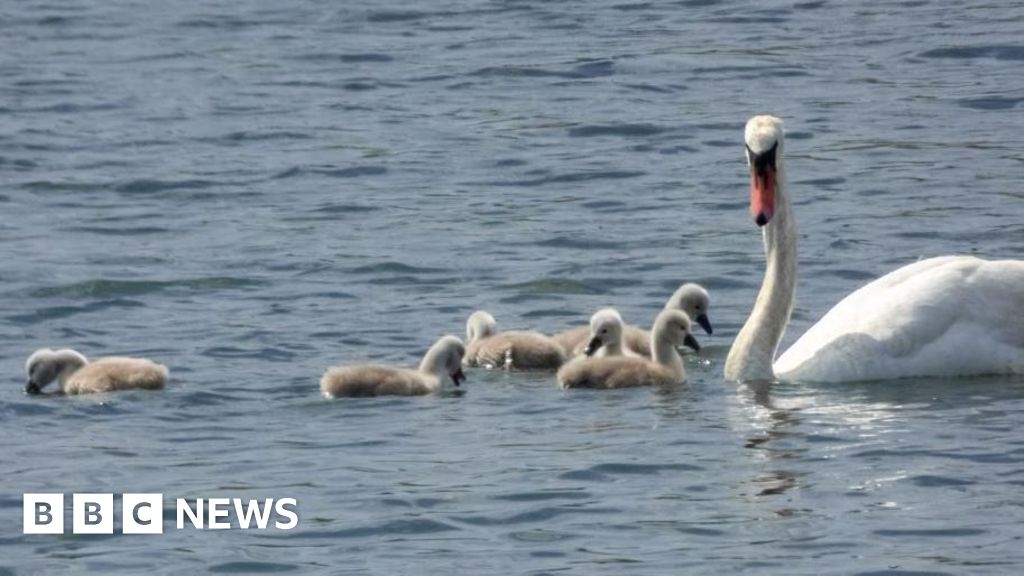 Six swans hatch at Druridge Bay nature reserve after five years