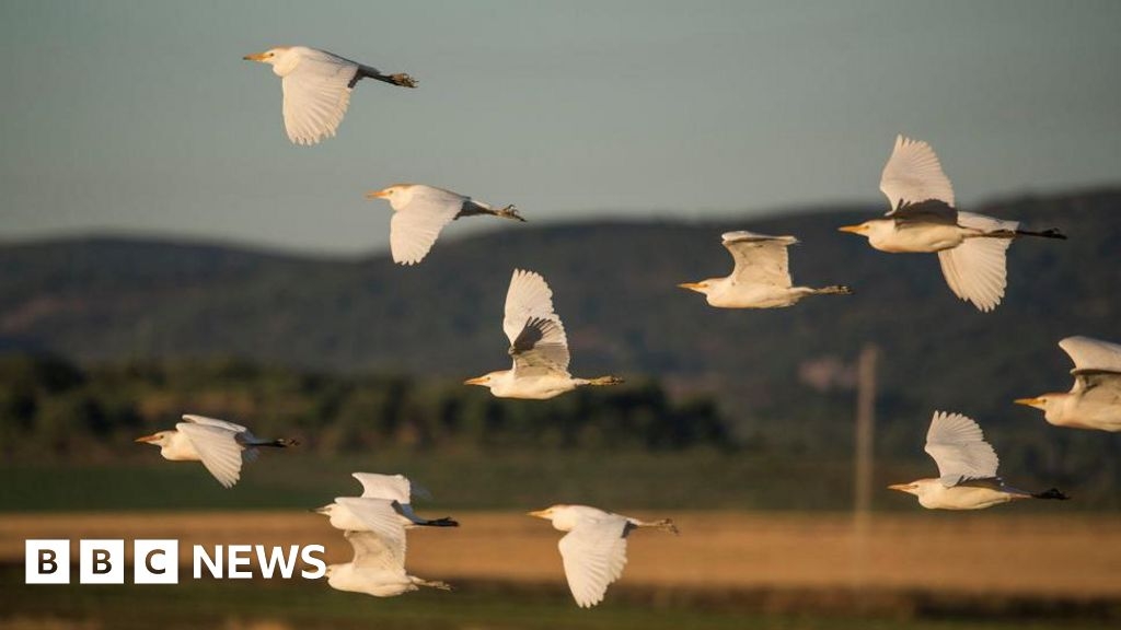 RSPB Fairburn Ings nature reserve counts 'record number' of egrets