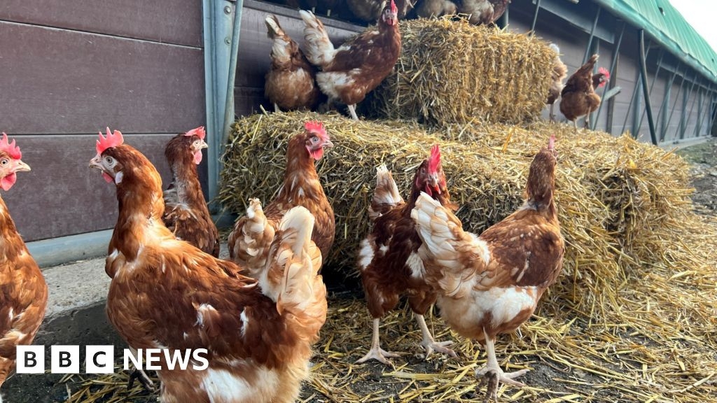 Snettisham bird flu case prompts call to house poultry nationwide