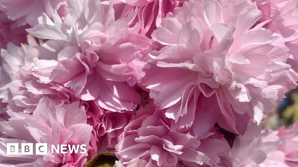 Your photos from across West Midlands: Sunshine and flowers
