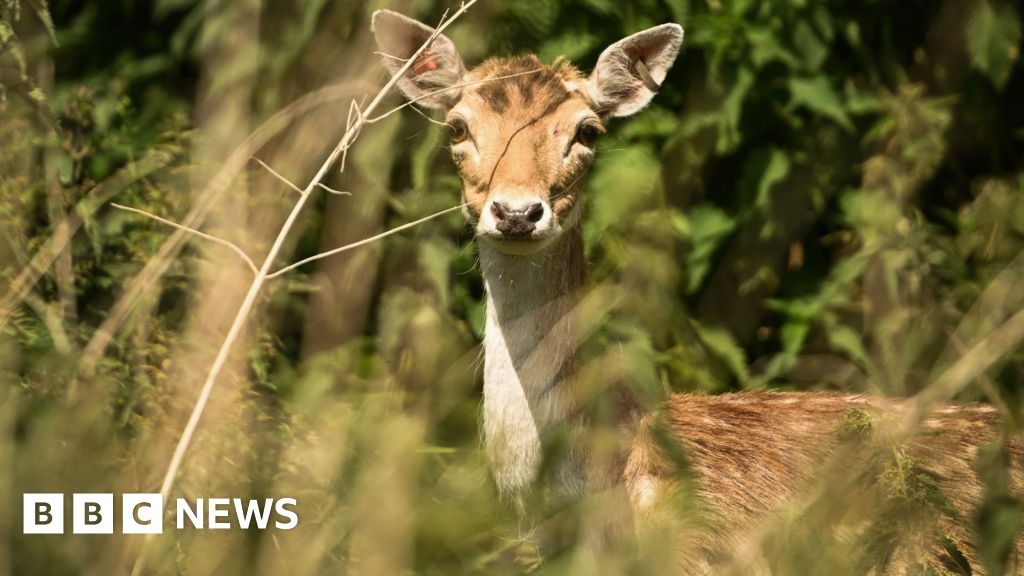 Deer photos released after return of the Greenwich Park herd