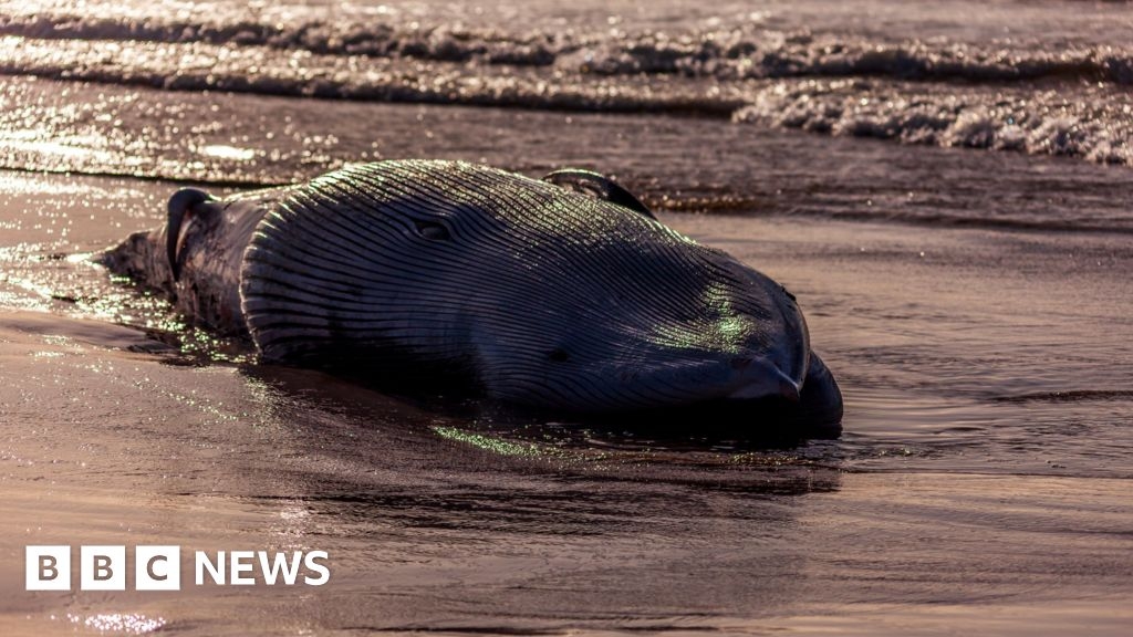 Portstewart: Dead minke whale washed up on beach