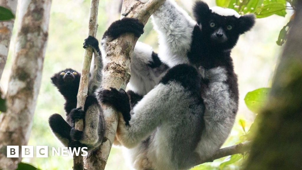 Baby lemurs sing like children, Warwick university study shows