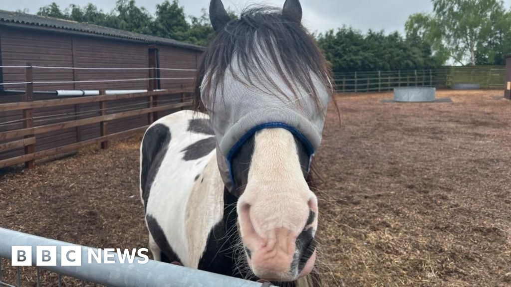Visually impaired horse given new home at Redwings in Norfolk