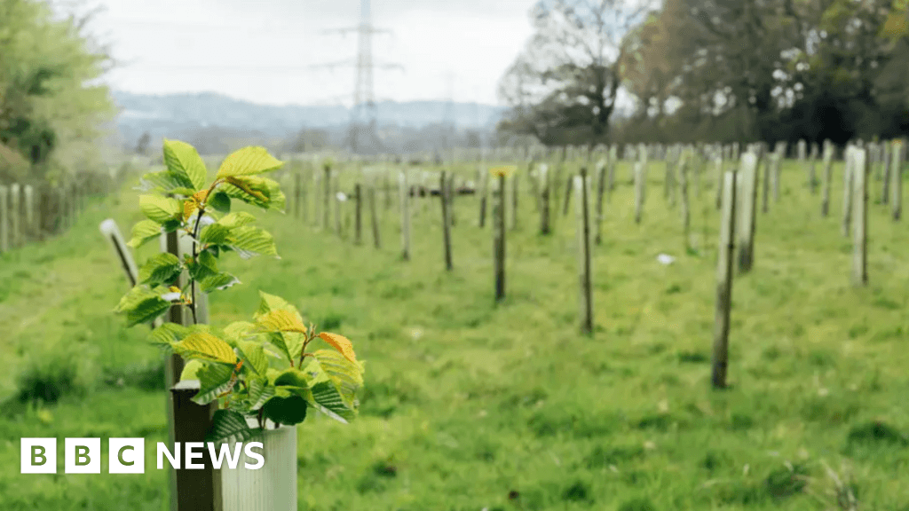 Berkshire tree planting to remember those lost during Covid