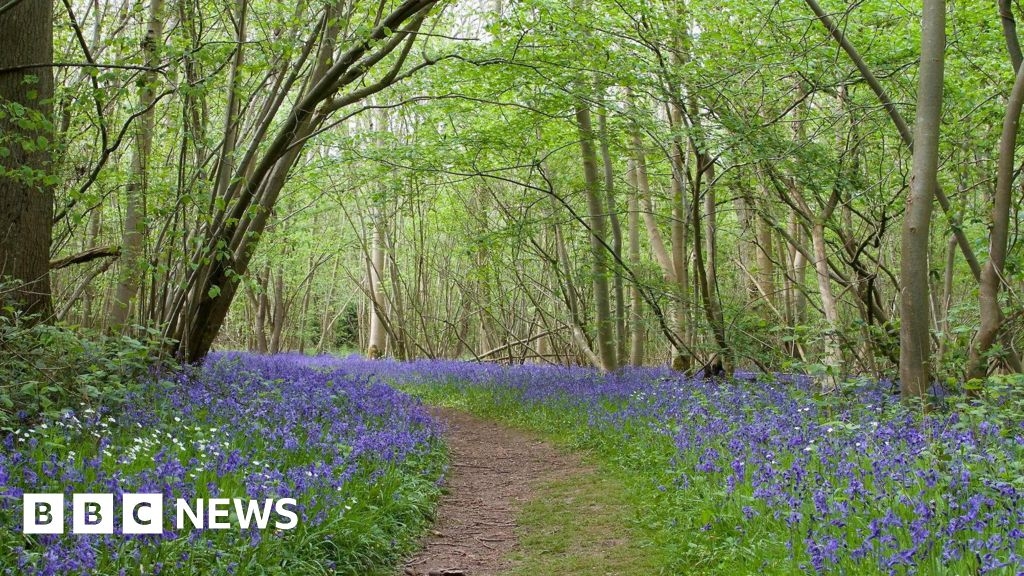 The ancient Foxley Wood reserve in North Norfolk is to expand
