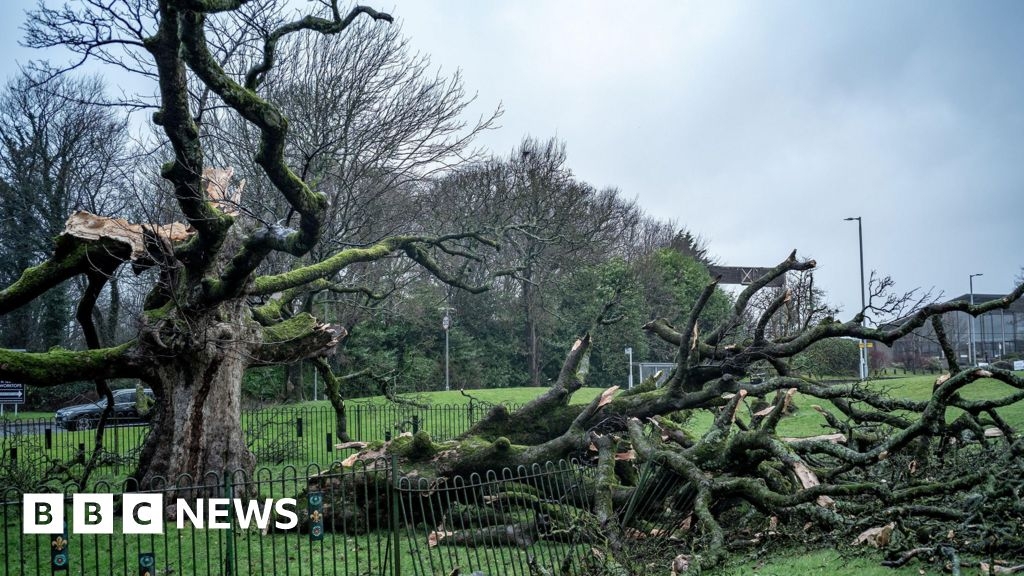Historians "optimistic" that  Darnley Sycamore will survive