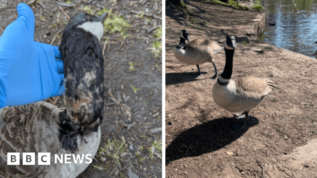 Goose with plastic ring around neck rescued from Bradford park