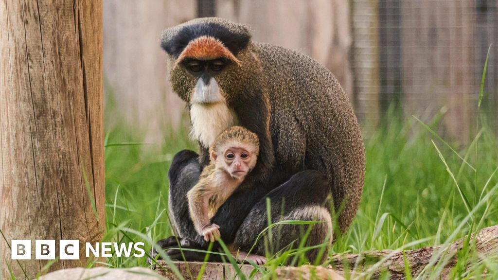 Penguin chicks and baby monkey born at Twycross Zoo