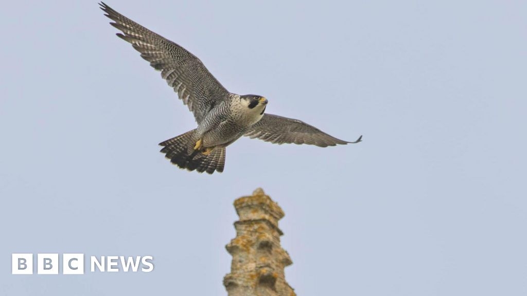 Bird flu found in dead nesting peregrine at Christchurch Priory