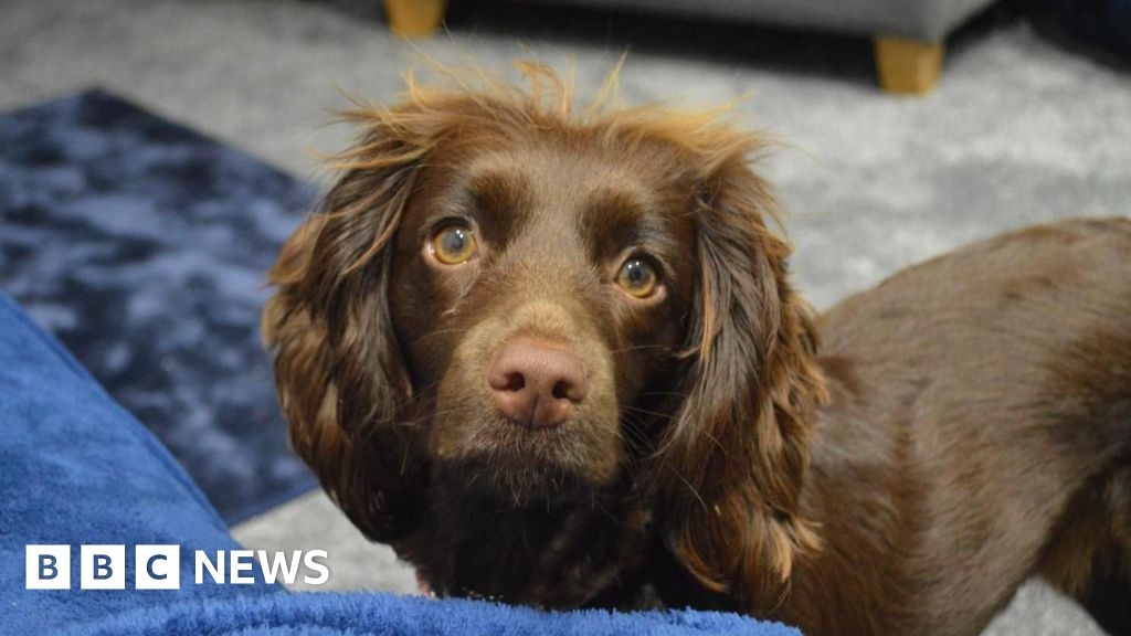 Dog attacks reported by Northumbria Police surge