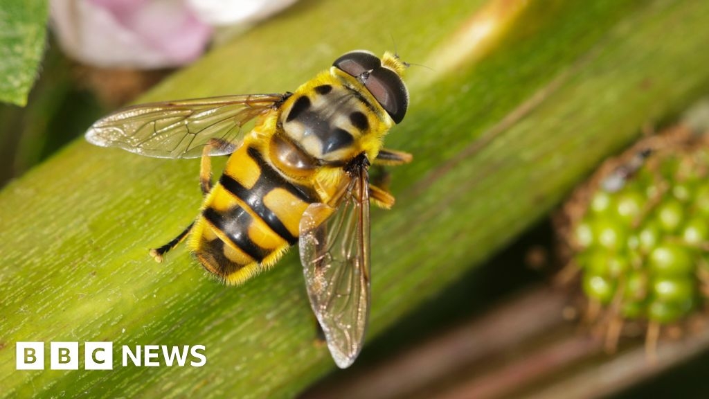 BBWOT and RHS call for help to save threatened hoverflies