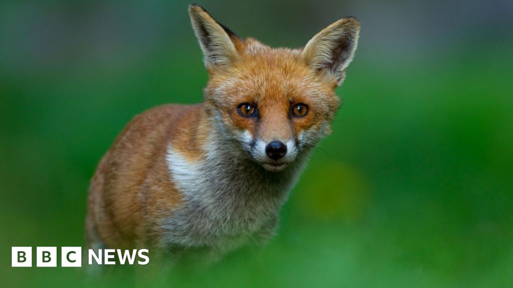 Calls for people in Somerset to record wildlife sightings