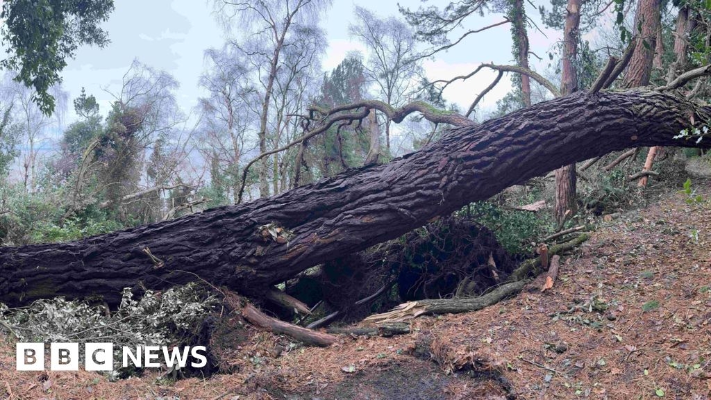 Trees felled in storm on Exmoor 'helping support nature'