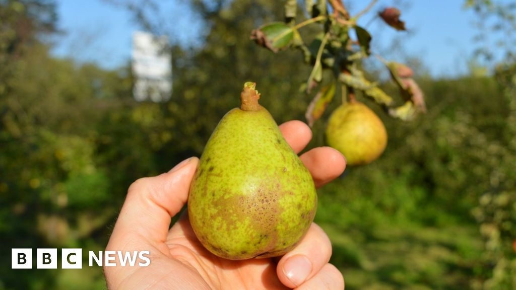 Family's fight to preserve 'last of their kind' fruit trees