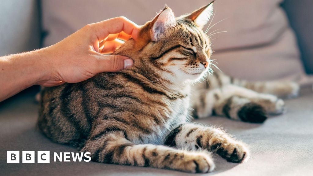 Cats distinguish their owner's scent from stranger's, study finds