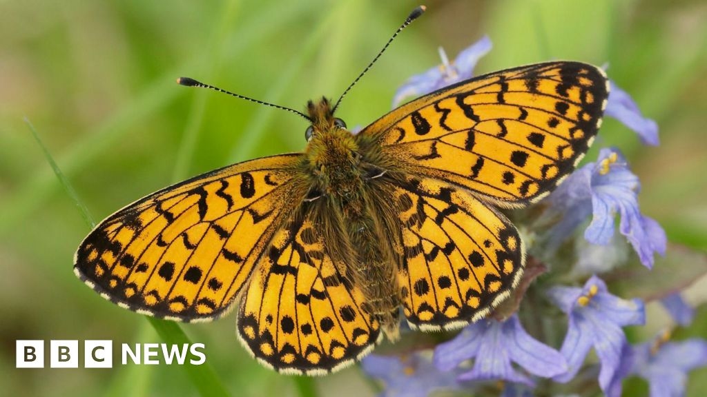 Charity hopes ban will boost butterfly population