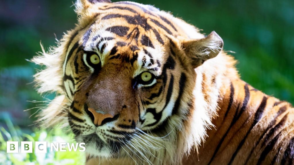 Great Yarmouth zoo announces death of 13-year-old Sumatran tiger