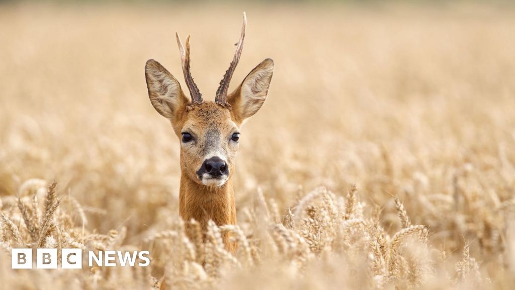 Where are you at most risk of hitting a deer in Scotland?