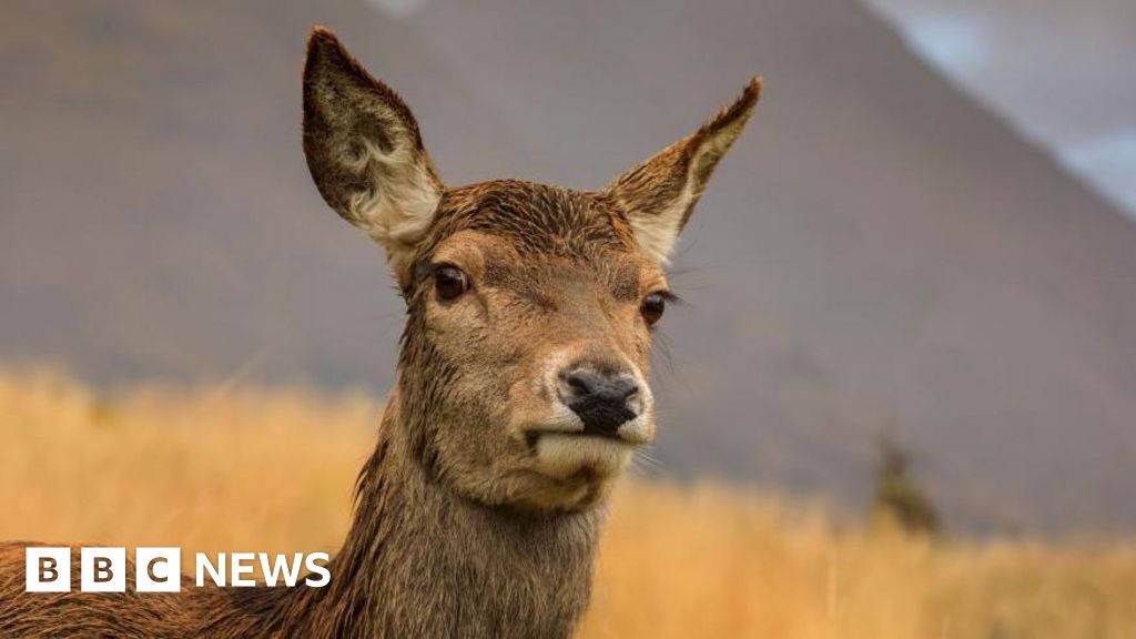 Scottish gamekeepers 'spared torment' of pregnant deer cull