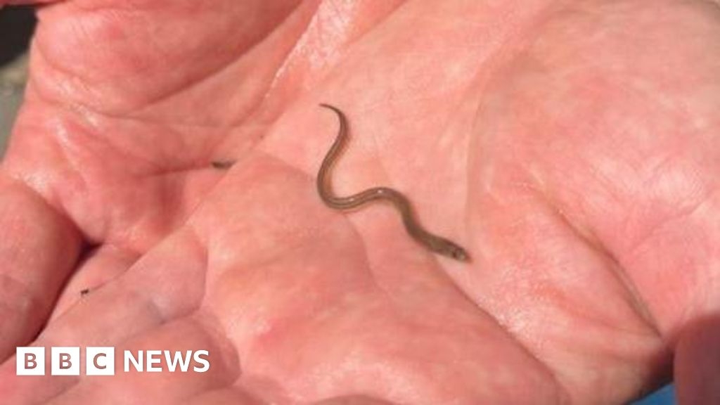 Safe route past man-made Essex weir created for eels