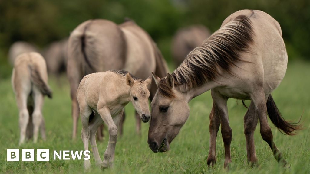 Cambridgeshire plan to restore under-pressure natural habitats